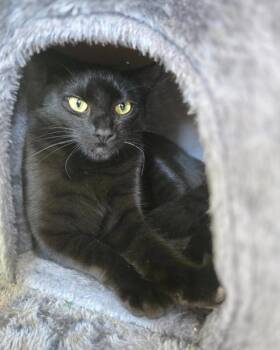 Domestic Short Hair Cats Available for Adoption - Taco | PetCurious