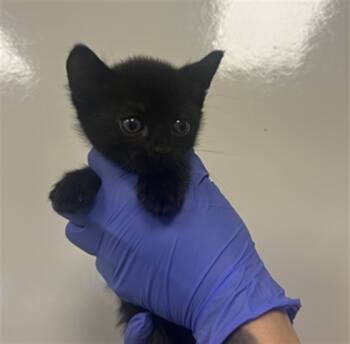 Rescue Domestic Short Hair Cats for Adoption in Ontario, California - PRADA- IN FOSTER | PetCurious