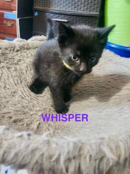 Domestic Short Hair Cats Available for Adoption in Glenfield, New York - Sparrow | PetCurious