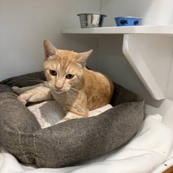 Datsun -  Domestic Short Hair Cat for Adoption in Buellton, California - Datsun | PetCurious
