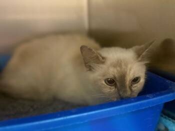 Pricillia -  Siamese Cat for Adoption in Waverly, Tennessee - Pricillia | PetCurious