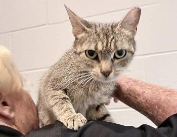 Hilda Izabel -  Domestic Short Hair Cat for Adoption in Columbus, Indiana - Hilda Izabel | PetCurious