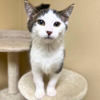 Domestic Short Hair Cats Available for Adoption in Quincy, Illinois - Bart | PetCurious
