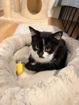 Derek -  Domestic Short Hair Cat for Adoption in Wyoming, Michigan - Derek | PetCurious