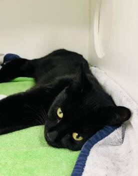 Domestic Short Hair Cats Available for Adoption - Peanut Butter | PetCurious