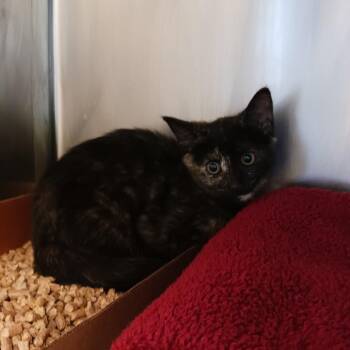 Speckles -  Domestic Short Hair Cat for Adoption in Nashville, Tennessee - Speckles | PetCurious