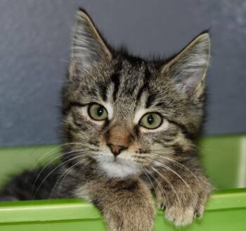 Tabby Cats Available for Adoption - Tristan (FCID# 10/10/2025 - 6 Middletown PS) C | PetCurious