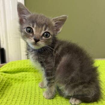 Rescue Domestic Medium Hair Cats for Adoption in Lantana, Texas - Ash | PetCurious