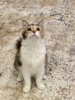 Rescue Domestic Short Hair Cats for Adoption in Pasadena, Texas - BUBBLES | PetCurious