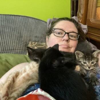 Focaccia w/ Ciabatta -  Domestic Medium Hair and Domestic Short Hair Cat for Adoption in Flagstaff, Arizona - Focaccia W/ Ciabatta | PetCurious