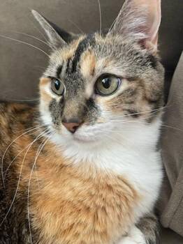 Miss Kitty -  Torbie Cat for Adoption in Los Angeles, California - Miss Kitty | PetCurious