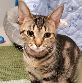 Trixie -  Domestic Short Hair Cat for Adoption in Lansing, Michigan - Trixie | PetCurious