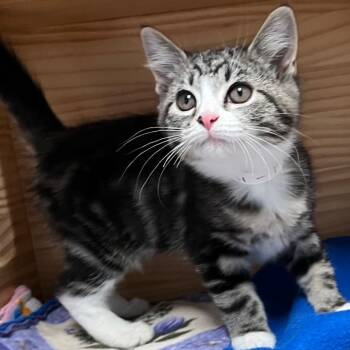 Mochi -  Domestic Short Hair Cat for Adoption in New Philadelphia, Ohio - Mochi | PetCurious
