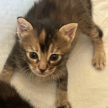 Domestic Short Hair Cats Available for Adoption in San Antonio, Texas - Peony | PetCurious