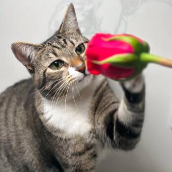 Stormi -  Domestic Short Hair Cat for Adoption in Hemet, California - Stormi | PetCurious