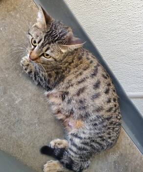 Rescue American Shorthair Cats for Adoption in Bartlesville, Oklahoma - Sheila | PetCurious