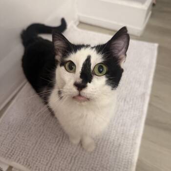 Domestic Short Hair Cats Available for Adoption - Nadia | PetCurious