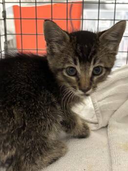 Domestic Short Hair Cats Available for Adoption in Las Vegas, Nevada - WILLIAM TELL | PetCurious