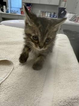 Jessie (Pink) -  Domestic Short Hair Cat for Adoption in Lafayette, Indiana - Jessie (Pink) | PetCurious