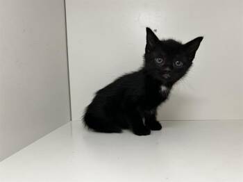 A1274335 -  Domestic Short Hair Cat for Adoption in Winter Haven, Florida - A1274335 | PetCurious