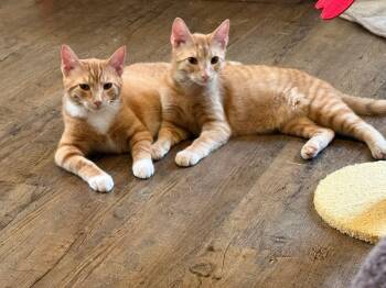 Domestic Short Hair Cats Available for Adoption in West Lafayette, Indiana - Harpo, Zeppo, Groucho  | PetCurious