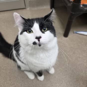 Dougal -  Domestic Medium Hair Cat for Adoption in Oshkosh, Wisconsin - Dougal | PetCurious
