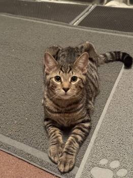 Willie -  Tabby and Domestic Short Hair Cat for Adoption in Harrisburg, Pennsylvania - Willie | PetCurious