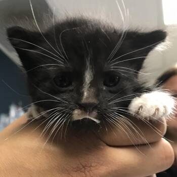 Sektor -  Domestic Short Hair Cat for Adoption in Newark, New Jersey - Sektor | PetCurious