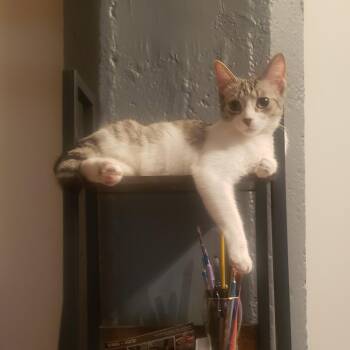Rescue Domestic Short Hair Cats for Adoption in Chicago, Illinois - Ricki (bonded With Roy) | PetCurious