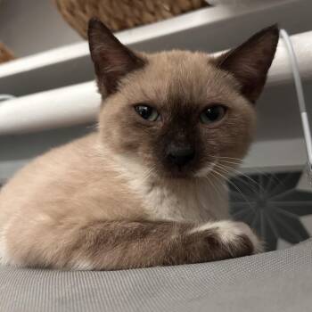 Jellyfish -  Domestic Short Hair Cat for Adoption in Yucca Valley, California - Jellyfish | PetCurious