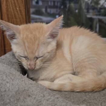 Pumpkin -  Domestic Short Hair Cat for Adoption in Sioux Falls, South Dakota - Pumpkin | PetCurious