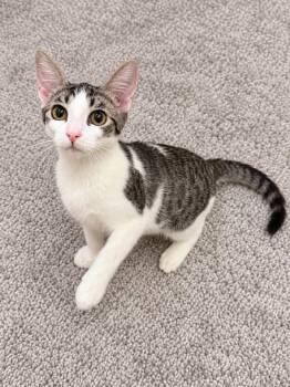 Gordita Crunch -  Domestic Short Hair Cat for Adoption in San Diego, California - Gordita Crunch | PetCurious