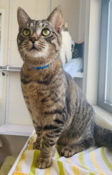 Rescue Domestic Short Hair Cats for Adoption in Fremont, Ohio - Tommy | PetCurious