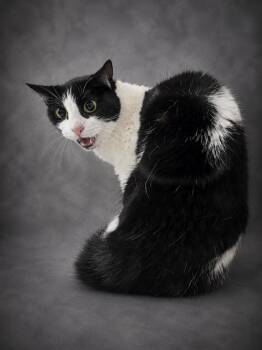 GIGI -  Domestic Short Hair Cat for Adoption in Winter Haven, Florida - GIGI | PetCurious