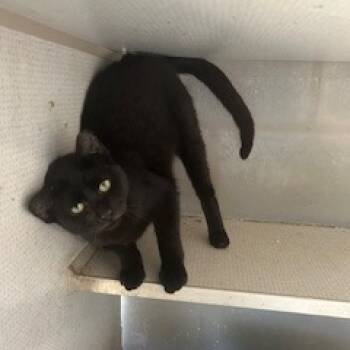 Rescue Domestic Short Hair Cats for Adoption in Austin, Texas - Sage | PetCurious