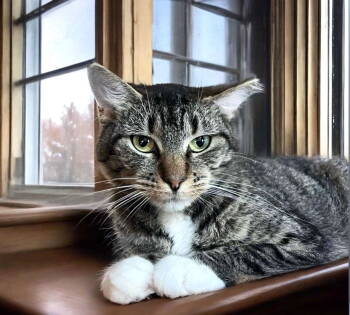 Rescue American Shorthair Cats for Adoption in Coatesville, Pennsylvania - Winnie | PetCurious