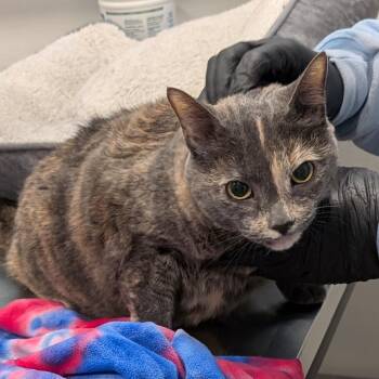 Kallie -  Domestic Short Hair Cat for Adoption in Spokane, Washington - Kallie | PetCurious