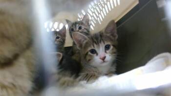 Domestic Short Hair Cats Available for Adoption in Oklahoma City, Oklahoma - A473576 | PetCurious