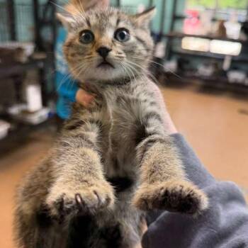 Extra Toes Cat Hemingway Polydactyl Cats Available for Adoption in Gadsden, Alabama - Zinnia 2 | PetCurious