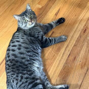 Jazzpurr -  Domestic Short Hair Cat for Adoption in Woodinville, Washington - Jazzpurr | PetCurious
