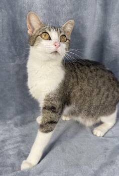 Yazmine -  Domestic Short Hair Cat for Adoption in Minneapolis, Minnesota - Yazmine | PetCurious