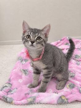 Phoebe -  Tabby Cat for Adoption in Oakley, California - Phoebe | PetCurious