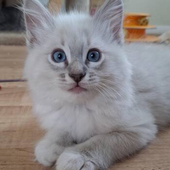 Maine Coon and Domestic Long Hair Cats Available for Adoption in Yorba Linda, California - Dove | PetCurious