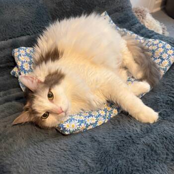 Bella 2 -  Domestic Long Hair and Domestic Short Hair Cat for Adoption in Cumming, Georgia - Bella 2 | PetCurious