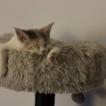 Artemis -  Domestic Short Hair Cat for Adoption in Reisterstown, Maryland - Artemis | PetCurious