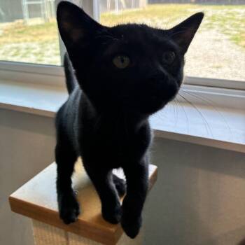 Bessie -  American Shorthair Cat for Adoption in Bonners Ferry, Idaho - Bessie | PetCurious