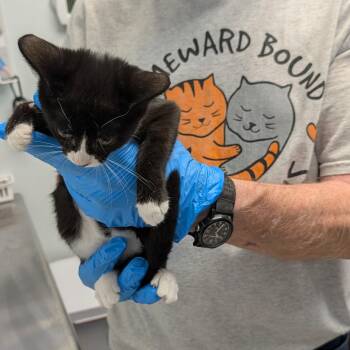 Kona -  Domestic Short Hair Cat for Adoption in Las Vegas, Nevada - Kona | PetCurious
