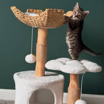 Skidz -  Domestic Short Hair Cat for Adoption in Greenfield, Indiana - Skidz | PetCurious