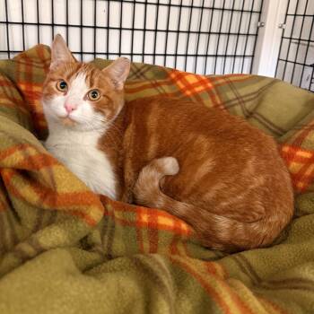 Rescue Domestic Short Hair Cats for Adoption in Trenton, New Jersey - Firestone | PetCurious