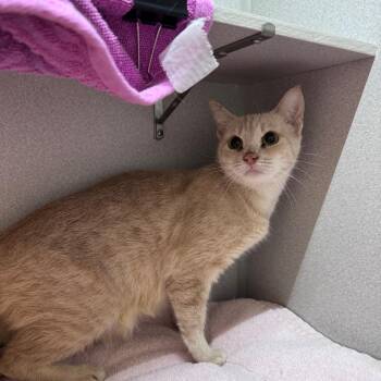 Gully -  Domestic Short Hair Cat for Adoption in Pittsburgh, Pennsylvania - Gully | PetCurious